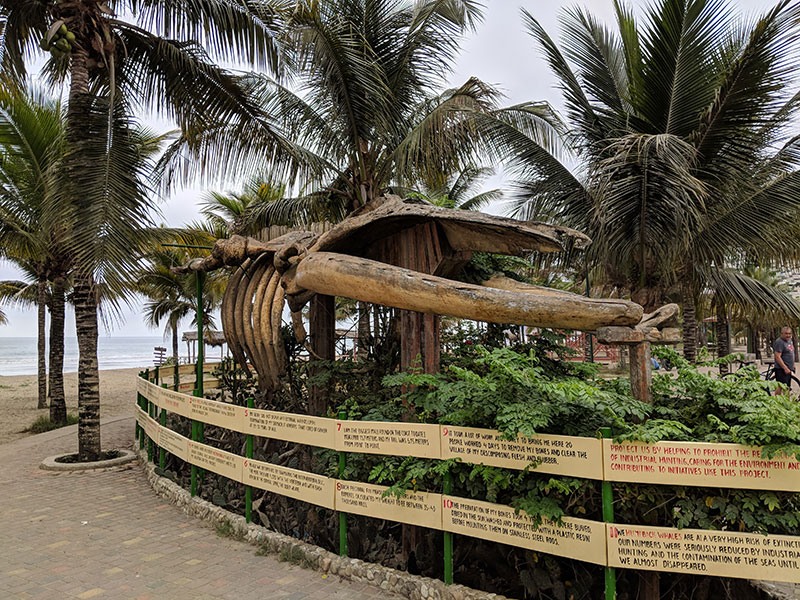 Whale Skeleton Puerto Lopez